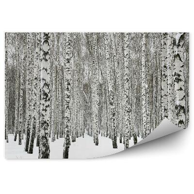 Samolepící fototapeta Zimní březový les pohled