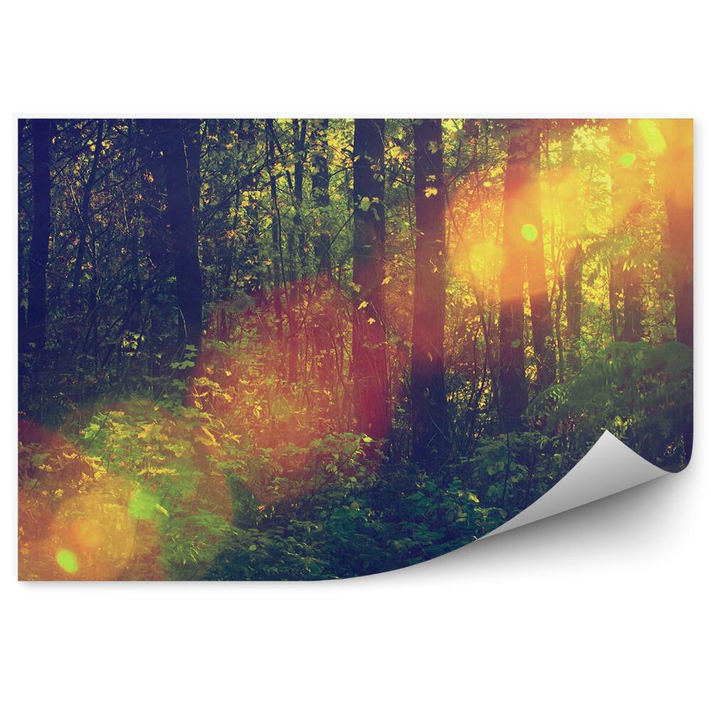 Fototapeta Zlatý sluneční paprsek v lese