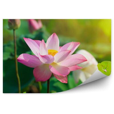 Samolepící fototapeta Lotosové květy