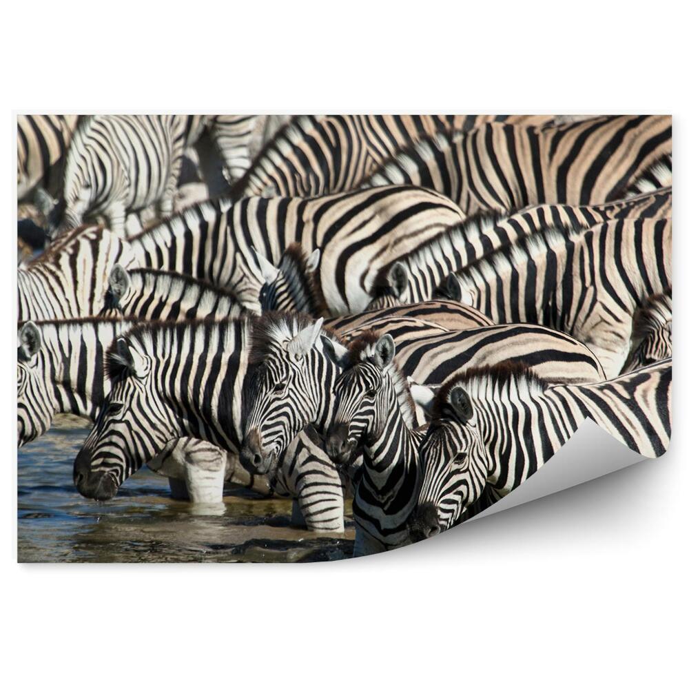 Samolepící fototapeta Zebry u napajedla