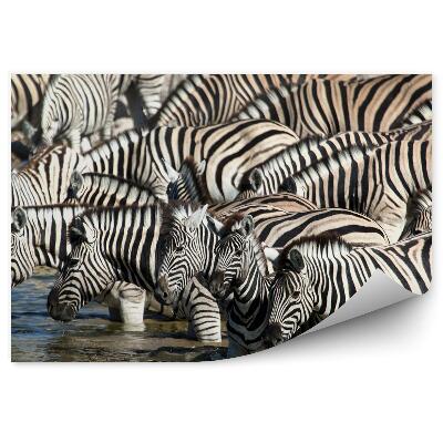 Samolepící fototapeta Zebry u napajedla