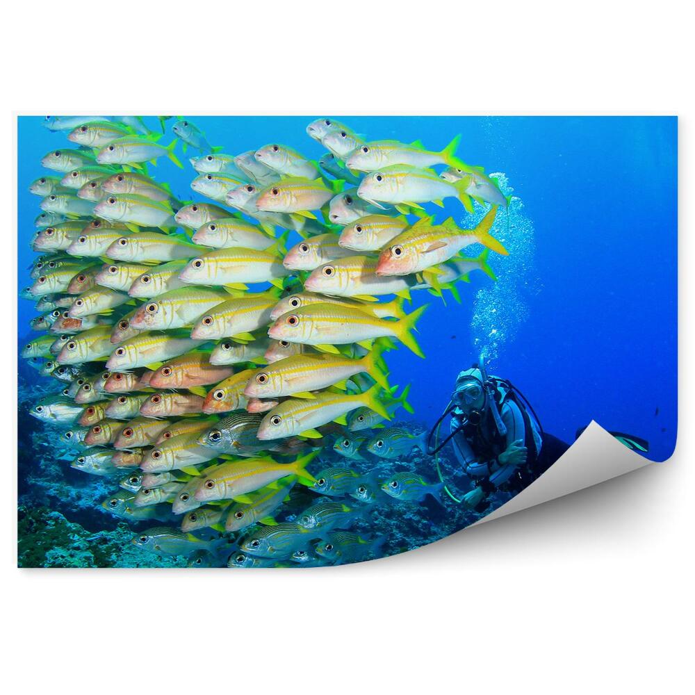 Fototapeta na zeď Hejno ryb a potápěč