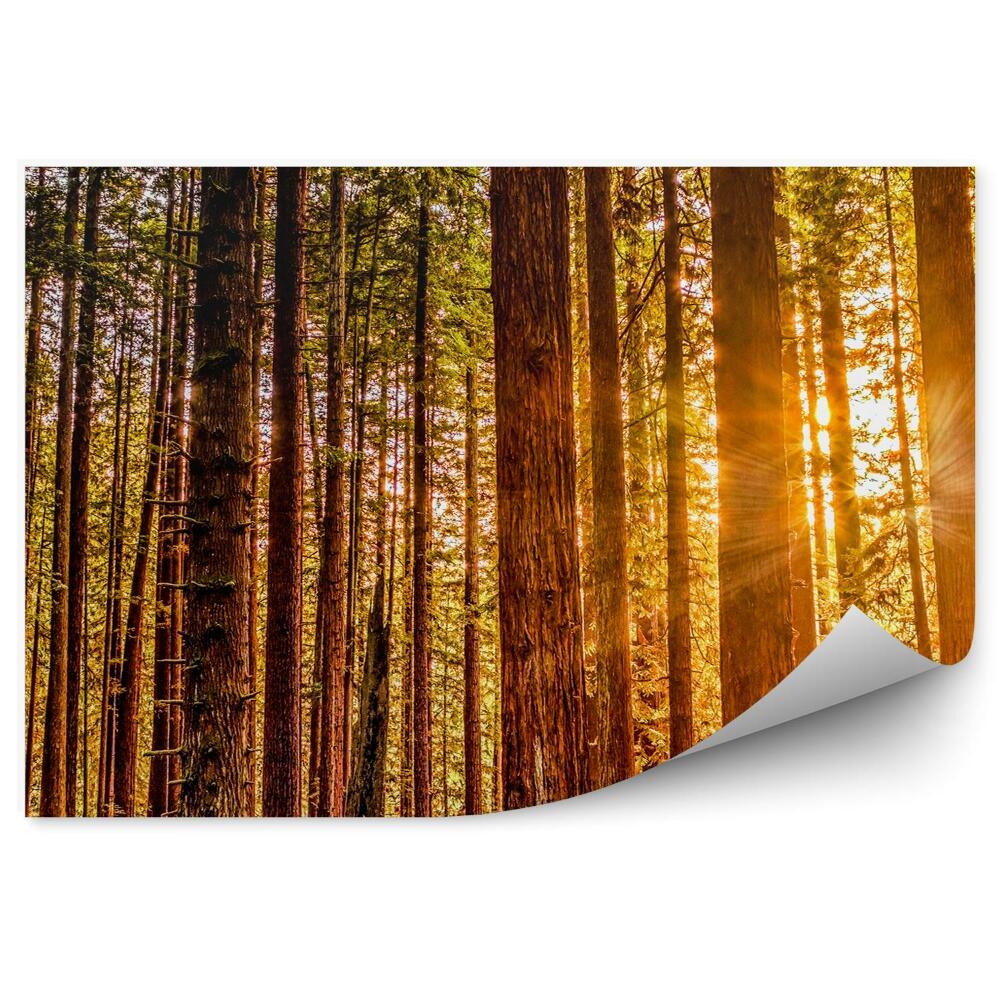 Samolepící fototapeta Červené podzimní světlo stromy příroda