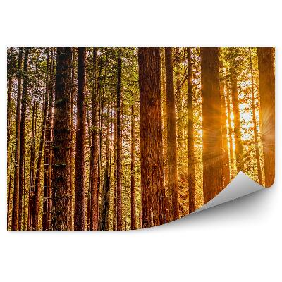 Samolepící fototapeta Červené podzimní světlo stromy příroda