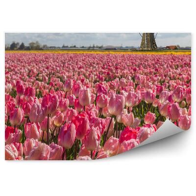 Fototapeta na zeď Růžové tulipány větrné mlýny obloha mraky Nizozemsko