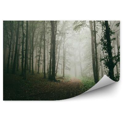 Fototapeta Stezka lesní stromy