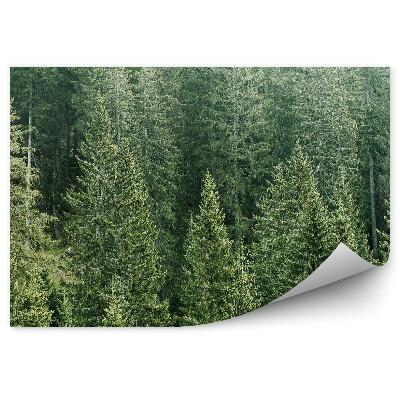 Fototapeta Šepot lesa