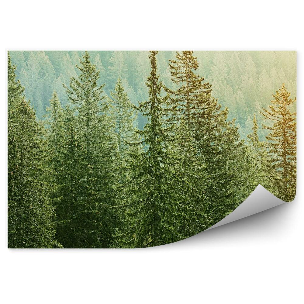 Samolepící fototapeta Světlo přes jehly