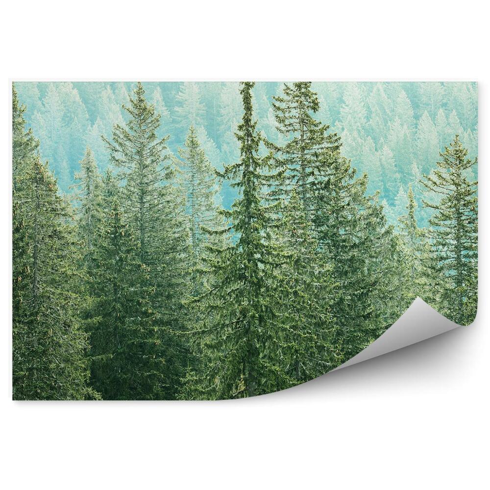 Fototapeta na zeď Les je zelená oáza klidu