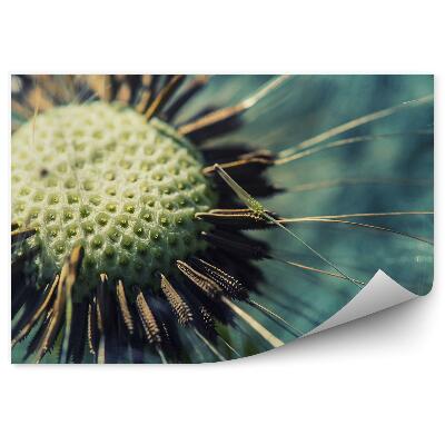 Fototapeta Semena pampelišky