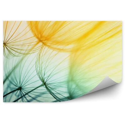 Fototapeta Květy semena pampelišky