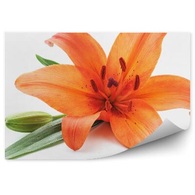 Samolepící fototapeta Oranžové lilie bílé pozadí