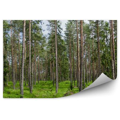 Fototapeta Jehličnatý les tráva