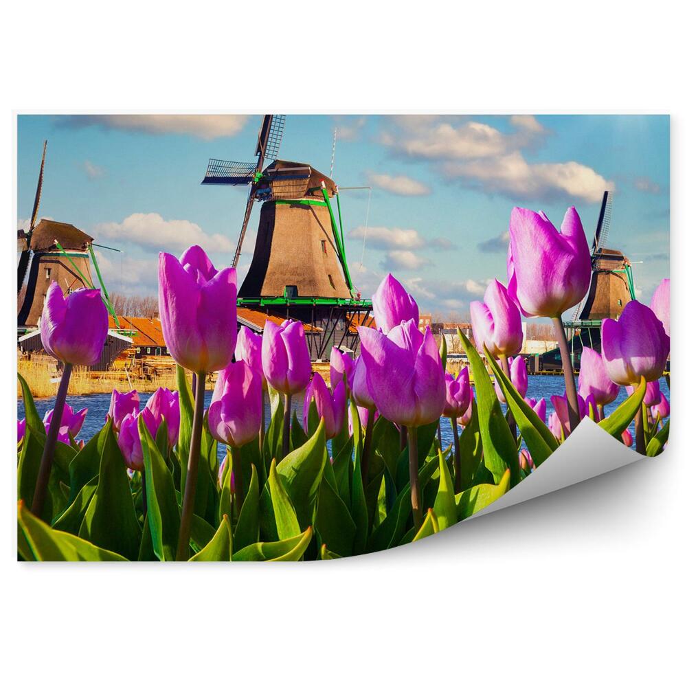 Fototapeta Pohled na větrné mlýny z pole tulipánových květů