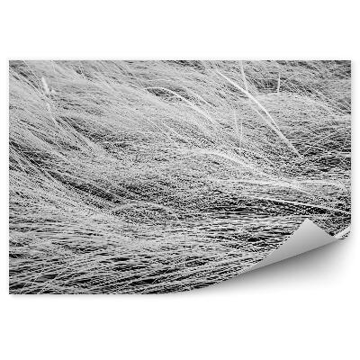 Fototapeta Černobílá fotografie pole s dlouhou trávou