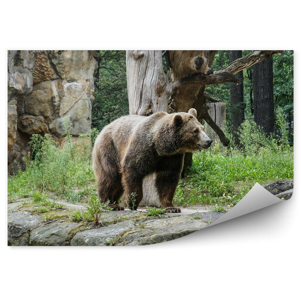 Fototapeta Medvěd grizzly v zoo