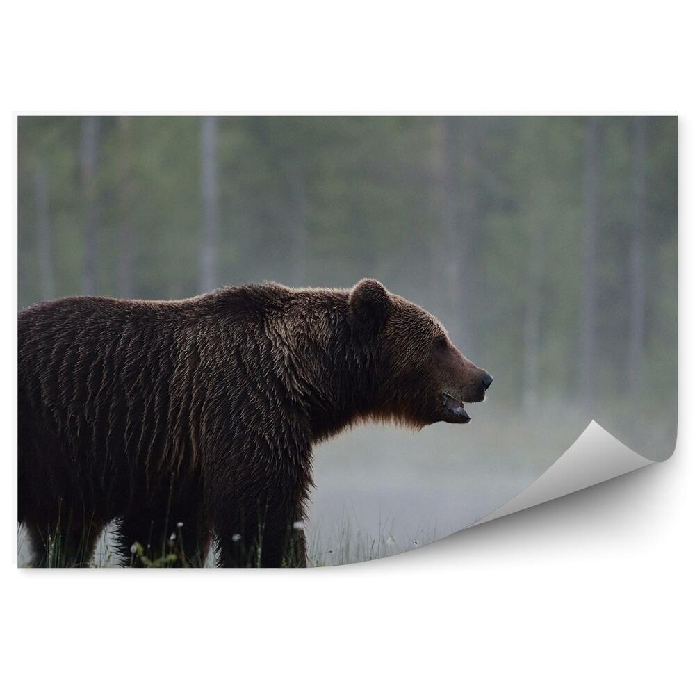 Samolepící fototapeta Medvěd mezi ranní mlhou