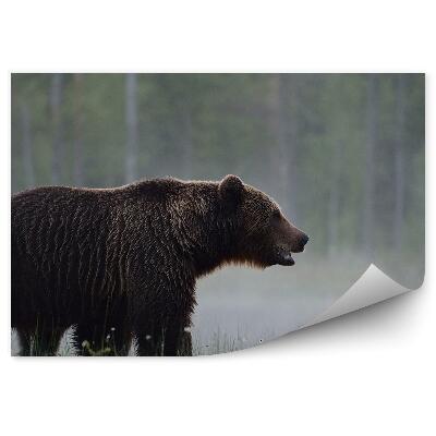 Samolepící fototapeta Medvěd mezi ranní mlhou