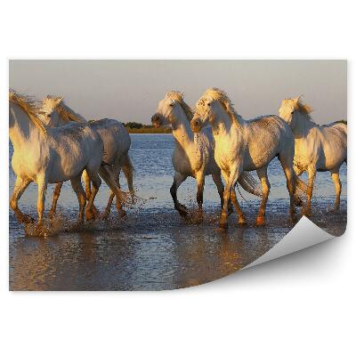 Samolepící fototapeta Stádo bílých koní voda jezero
