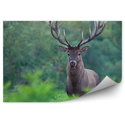 Samolepící fototapeta Jelen na zeleném pozadí lesa