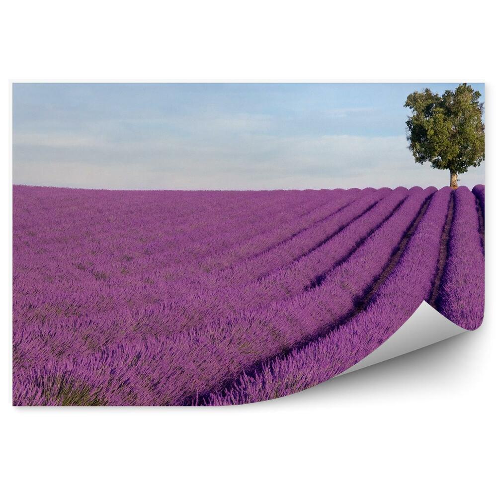 Samolepící tapeta Levandulové pole Provence Francie stromy hory nebe mraky