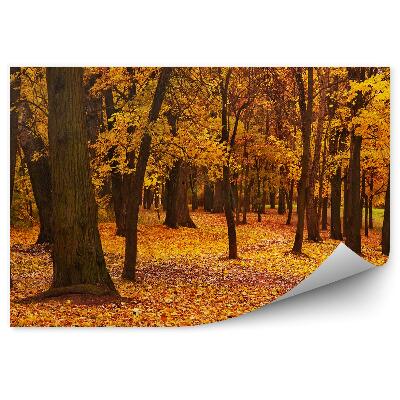 Samolepící fototapeta Barevné podzimní javory v parku