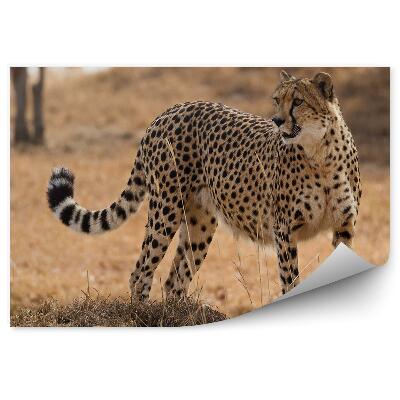 Samolepící fototapeta Gepard mezi travinami savany