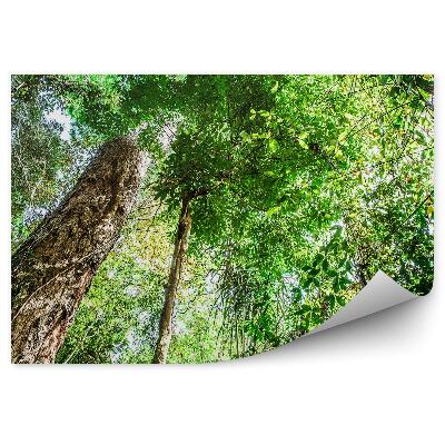 Samolepící fototapeta Brazílie stromy lesní zelené rostliny