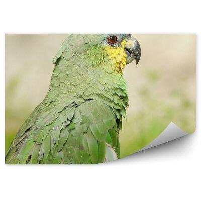 Samolepící fototapeta Zelený papoušek