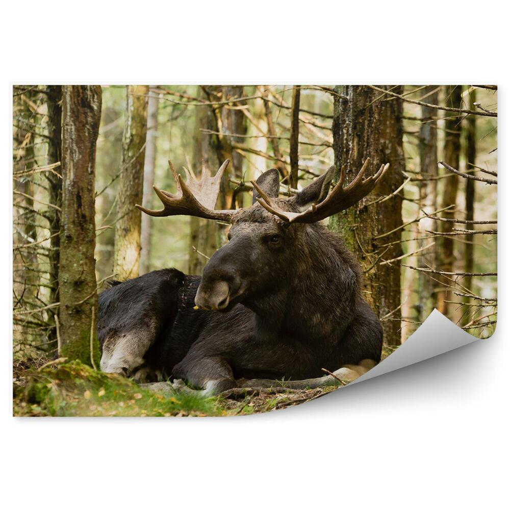 Fototapeta na zeď Los mezi stromy