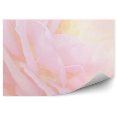 Samolepící fototapeta Pozadí okvětních lístků růžových růží