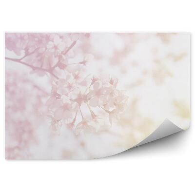 Fototapeta na zeď Třešňové květy pastelové barvy příroda