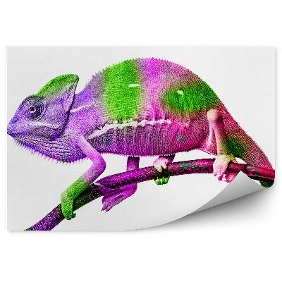 Fototapeta Barevný chameleon
