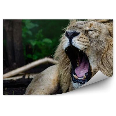 Fototapeta Řvoucí lev