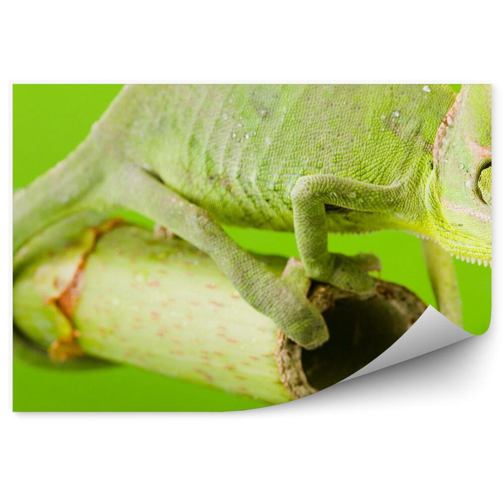 Fototapeta Zelený chameleon na klacku