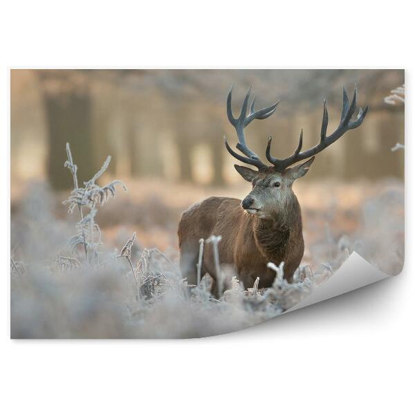 Samolepící fototapeta Jelen mezi zmrzlou vegetací