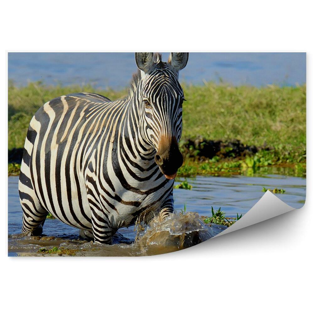 Samolepící fototapeta Zebra v Keni