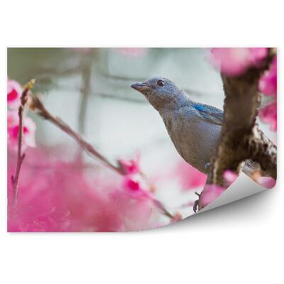 Fototapeta na zeď Růžové třešňové květy modrý pták strom