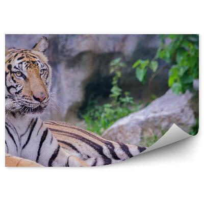 Samolepící fototapeta Ležící tygr na pozadí skály