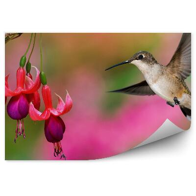 Fototapeta Červená fuchsiová zelená růžová kolibřík pozadí
