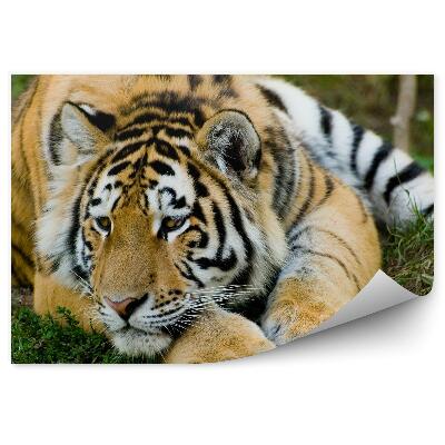 Fototapeta Odpočívající tygr