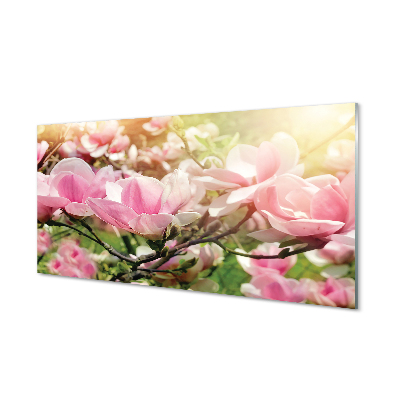 Luxusní skleněný obraz Květy magnólie na pozadí