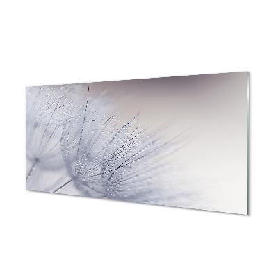 Skleněný obraz na stěnu Kapky rosy semínka pampelišky