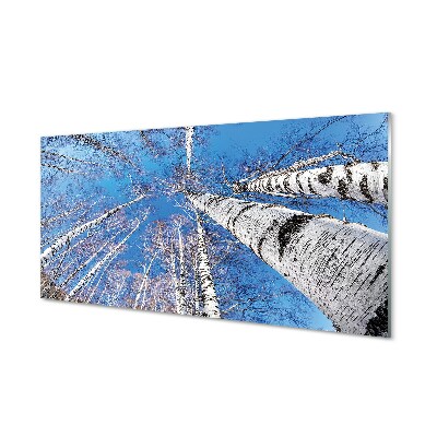 Skleněný obraz na stěnu Březové stromy pohled na oblohu