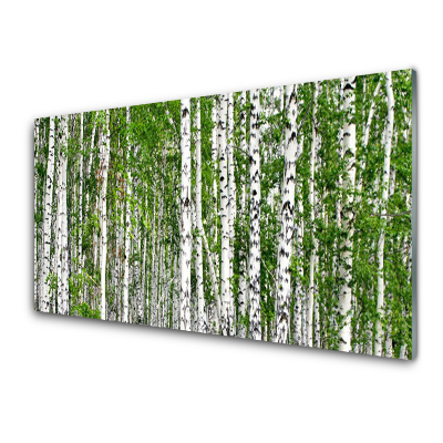 Skleněný obraz na stěnu Bříza Příroda