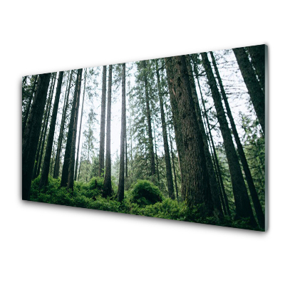 Luxusní skleněný obraz Kmeny stromů v lese