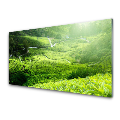 Skleněný obraz Čajová pole
