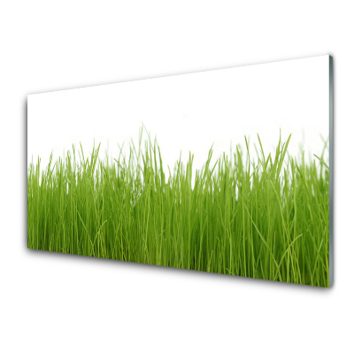 Skleněný obraz na zeď Mladá tráva Přírodní rostlina
