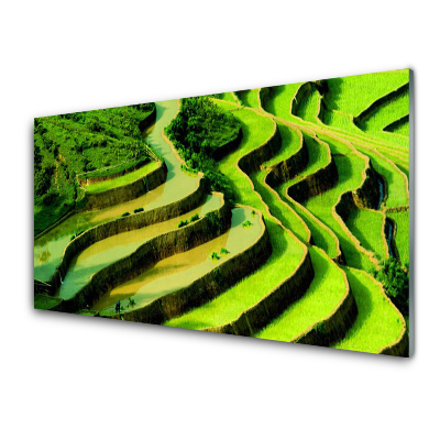 Obraz na skle Rýžová pole Krajina