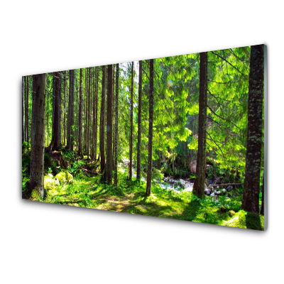 Obraz ze skla Zelené lesní stromy příroda